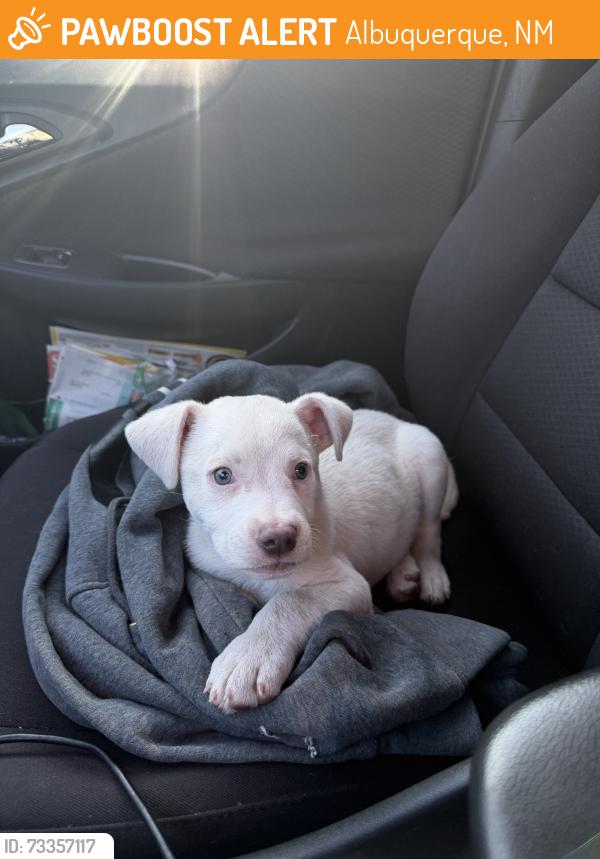 Found/Stray Male Dog last seen 57th St., Northwest and Sequoia Northwest, Albuquerque, NM 87120
