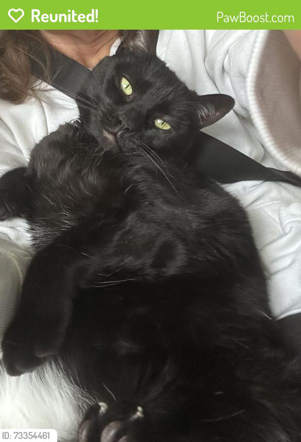 Reunited Female Cat last seen Near and Garfield, Clinton Township, MI 48036