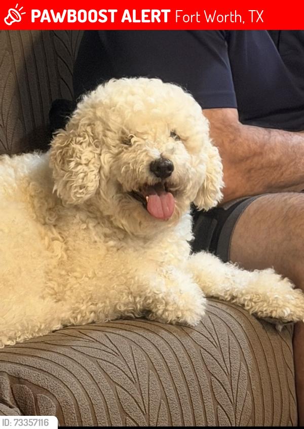 Lost Male Dog last seen Mississippi and Morningside, Fort Worth, TX 76104