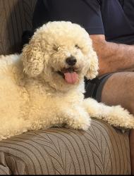 Lost Male Dog last seen Mississippi and Morningside, Fort Worth, TX 76104