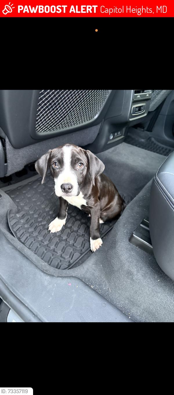 Lost Male Dog last seen On Central Ave, Capitol Heights, MD 20743