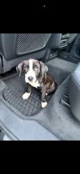 Lost Male Dog last seen On Central Ave, Capitol Heights, MD 20743