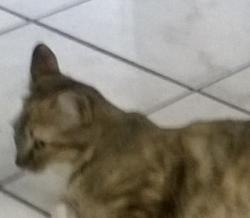 Lost Female Cat last seen Live Oak Pool Area, Live Oak, TX 78233