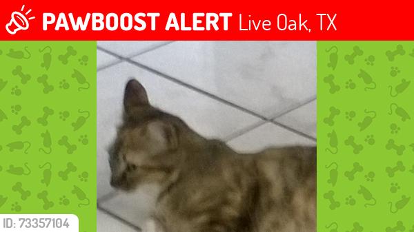 Lost Female Cat last seen Live Oak Pool Area, Live Oak, TX 78233