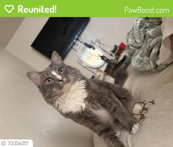 Reunited Male Cat last seen W Putman Ave, Porterville, CA 93257