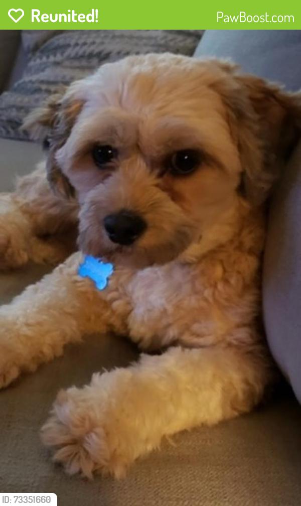 Reunited Male Dog last seen Providence Drive Islip Terrace, NY 11752, Islip Terrace, NY 11752