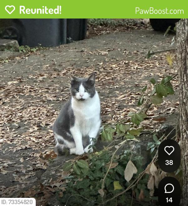 Reunited Male Cat last seen Four Seasons Homes by the ACAC adventure center, Charlottesville, VA 22901