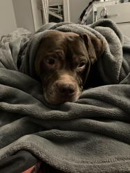 Lost Male Dog last seen College ave near the college, Lancaster, PA 17602