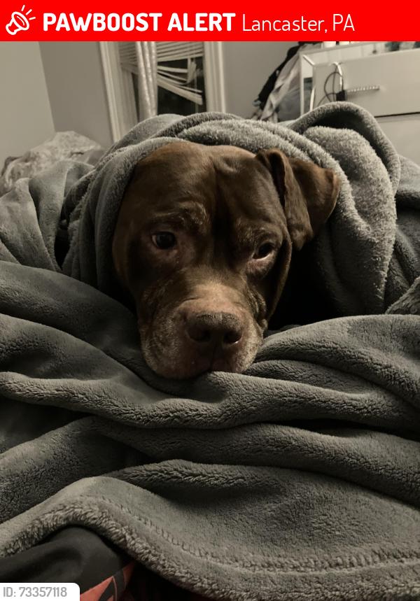 Lost Male Dog last seen College ave near the college, Lancaster, PA 17602