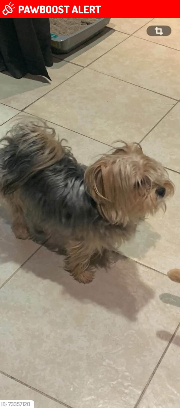 Lost Female Dog last seen Palm drive, Desert Hot Springs, CA 92240