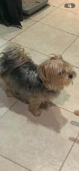 Lost Female Dog last seen Palm drive, Desert Hot Springs, CA 92240