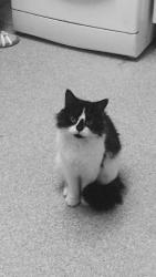 Lost Male Cat last seen The Lyng Area, West Bromwich, West Midlands, England B70 7RB