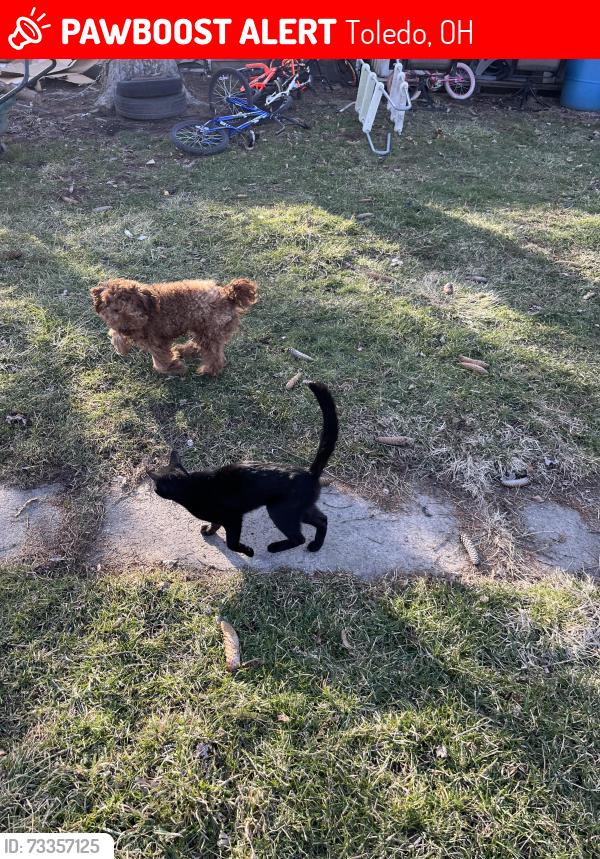 Lost Male Dog last seen Hawley, Toledo, OH 43609