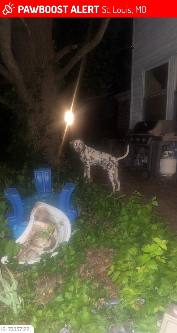 Lost Male Dog last seen Woodwind dr near family dollar and Scott credit union, St. Louis, MO 63136
