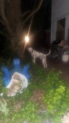 Lost Male Dog last seen Woodwind dr near family dollar and Scott credit union, St. Louis, MO 63136