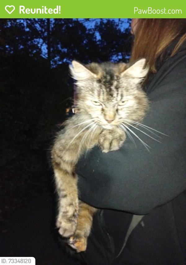 Reunited Female Cat last seen By the Grove avenue street sign next to wake green rd, Moseley, England 