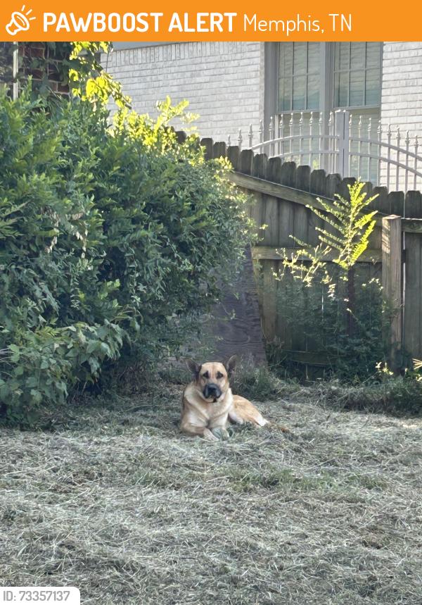 Found/Stray Female Dog last seen McLean and Crump, Memphis, TN 38107