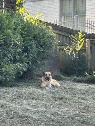 Found/Stray Female Dog last seen McLean and Crump, Memphis, TN 38107