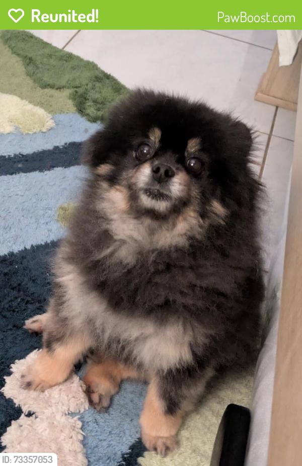 Reunited Male Dog last seen Bunker Lane, Poinciana., Poinciana, FL 34759
