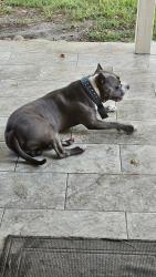 Reunited Male Dog last seen Delta Wood Trail/Auburn Oak, Humble, TX 77346