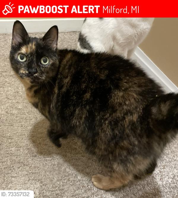 Lost Female Cat last seen S. Garner Road & GM Road, Milford, MI 48380
