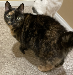 Lost Female Cat last seen S. Garner Road & GM Road, Milford, MI 48380