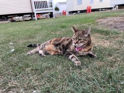 Lost Female Cat last seen Caravan, Saint Osyth, England CO16 8SG