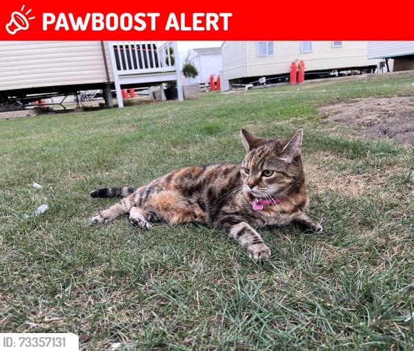 Lost Female Cat last seen Caravan, Saint Osyth, England CO16 8SG