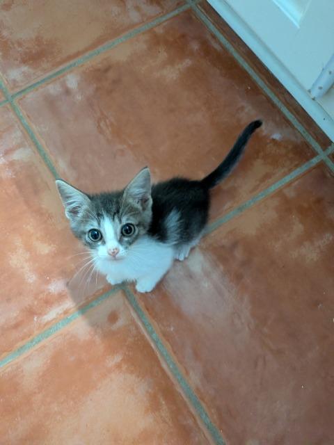 Shelter Stray Female Cat last seen Bexar County, 3353 Morningside Dr, New Braunfels, TX 78132, USA