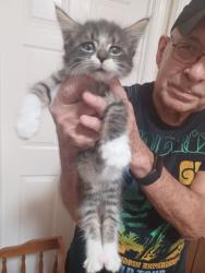 Shelter Stray Male Cat last seen Bexar County, 3353 Morningside Dr, New Braunfels, TX 78132, USA