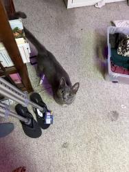 Found/Stray Female Cat last seen Grandville fire department, Grandville, MI 49418