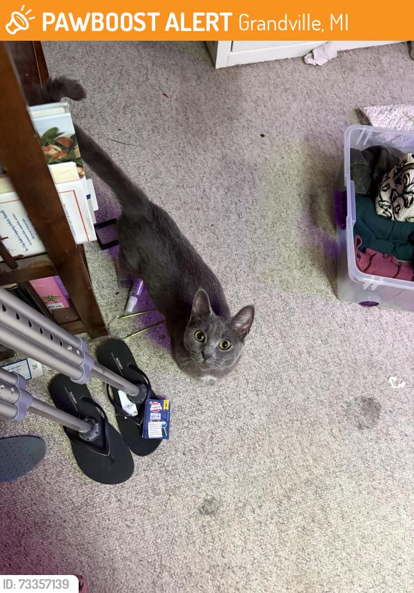 Found/Stray Female Cat last seen Grandville fire department, Grandville, MI 49418