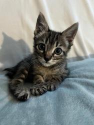 Shelter Stray Female Cat last seen Bexar County, 3353 Morningside Dr, New Braunfels, TX 78132, USA