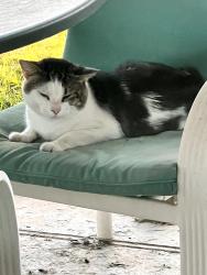 Found/Stray Unknown Cat last seen Horsham & Blair Mill Roads, Hatboro, PA 19040