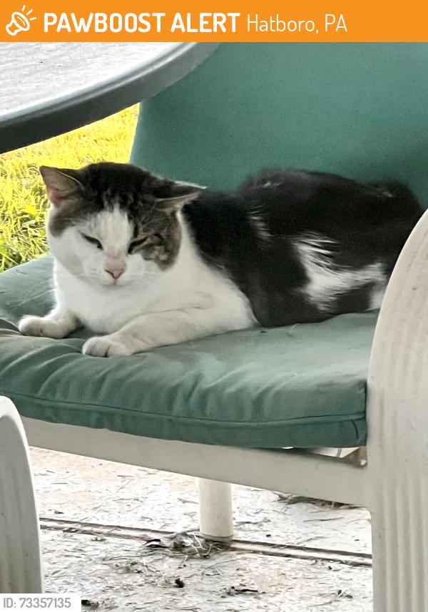 Found/Stray Unknown Cat last seen Horsham & Blair Mill Roads, Hatboro, PA 19040