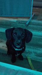 Lost Female Dog last seen Piney road and Douglas damm, Kodak, TN 37764