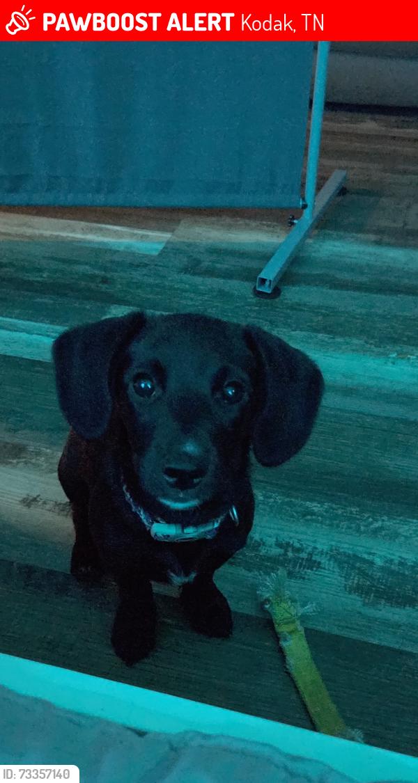 Lost Female Dog last seen Piney road and Douglas damm, Kodak, TN 37764
