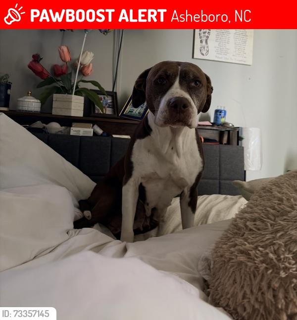 Lost Female Dog last seen Old cox road and ross harris, Asheboro, NC 27205