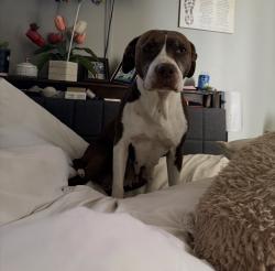 Lost Female Dog last seen Old cox road and ross harris, Asheboro, NC 27205
