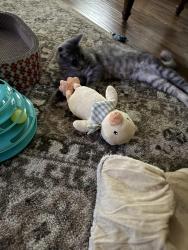 Reunited Female Cat last seen Jeanette Street, Lois Circle, Hurd Ave, Monroe, CT 06468