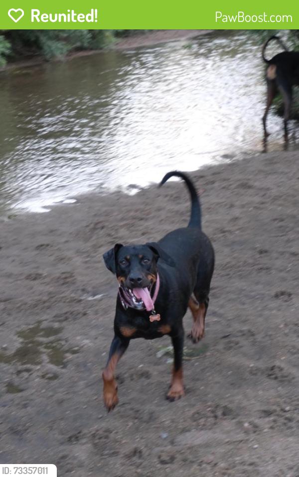 Reunited Female Dog last seen S. Saint Paul St and S Steele St., Denver, CO 80210