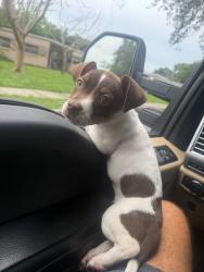 Lost Female Dog last seen Golden rd, Orlando, FL 32822