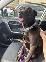 Lost Female Dog last seen Sandy Point and Carter Lakes, Crawford County, GA 31052
