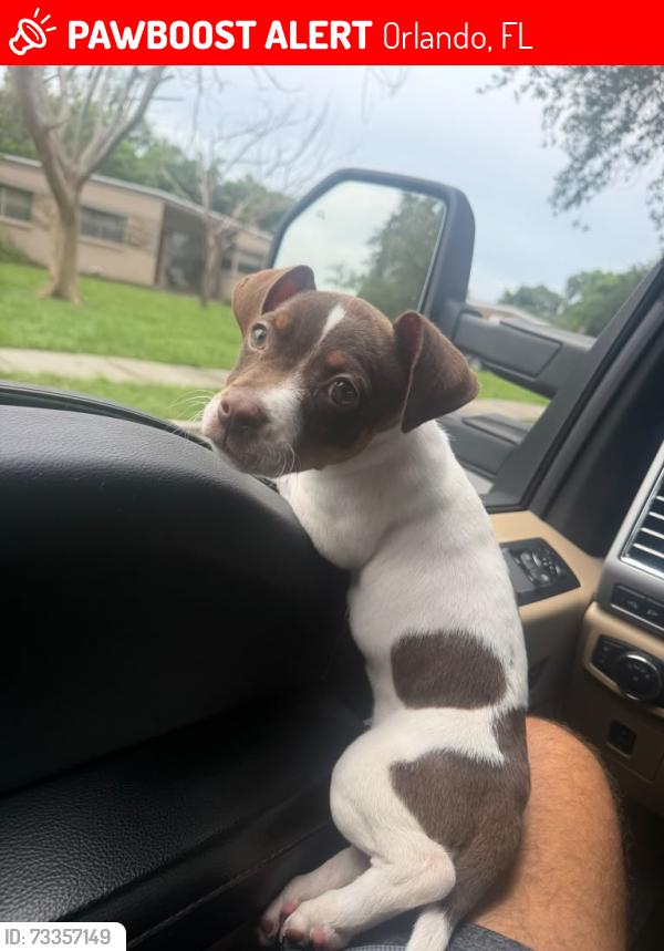 Lost Female Dog last seen Golden rd, Orlando, FL 32822