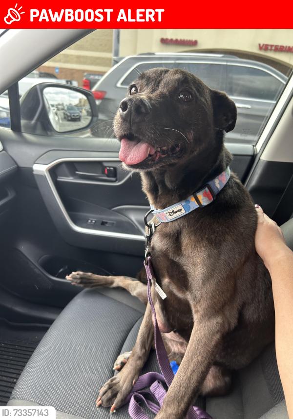 Lost Female Dog last seen Sandy Point and Carter Lakes, Crawford County, GA 31052