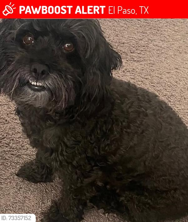 Lost Male Dog last seen Peyton Rd and Eastlake, El Paso, TX 79928