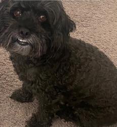 Lost Male Dog last seen Peyton Rd and Eastlake, El Paso, TX 79928