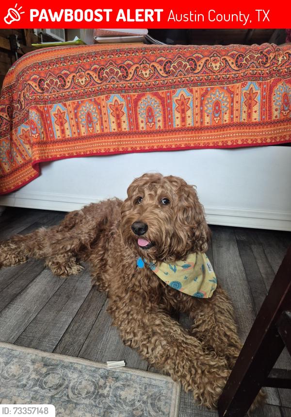 Lost Male Dog last seen Oilfield road near volunteer fire dept., Austin County, TX 77418