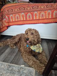 Lost Male Dog last seen Oilfield road near volunteer fire dept., Austin County, TX 77418