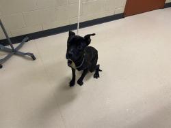Shelter Stray Male Dog last seen Near BLOCK N 64TH ST, 3839 W Burnham St, West Milwaukee, WI 53215, USA